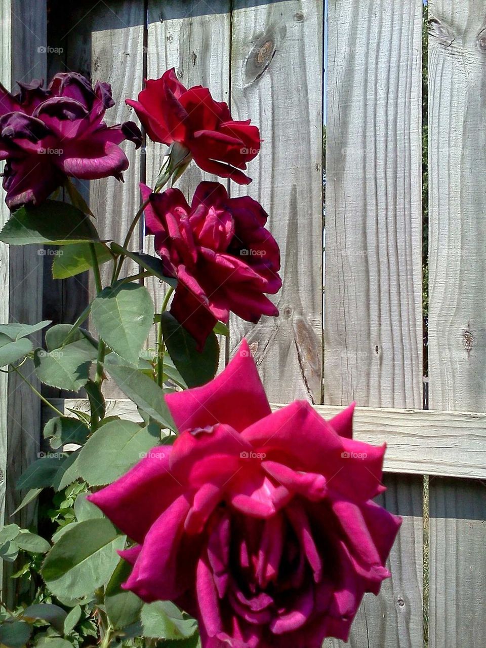 roses of colers