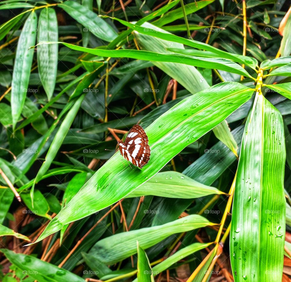 Beautiful butterflies perched on bamboo leaves