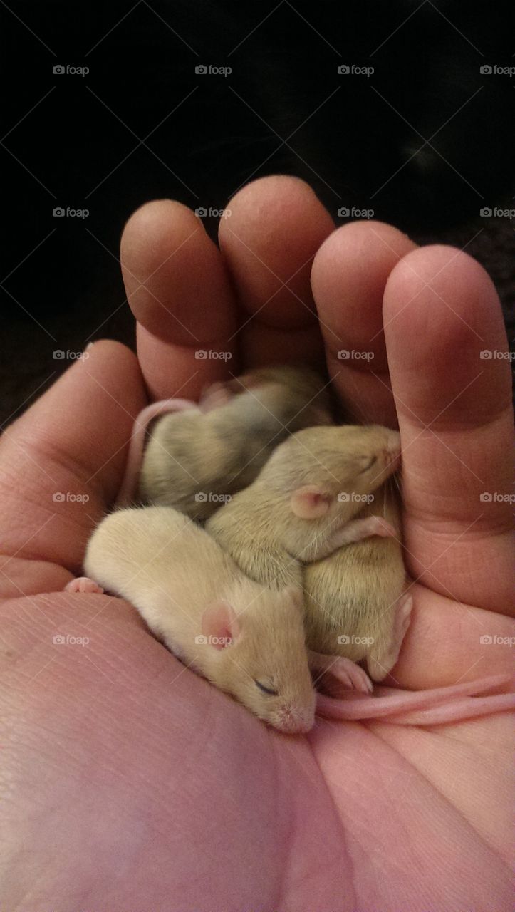 Hand full of cute. baby mice that were Snake food