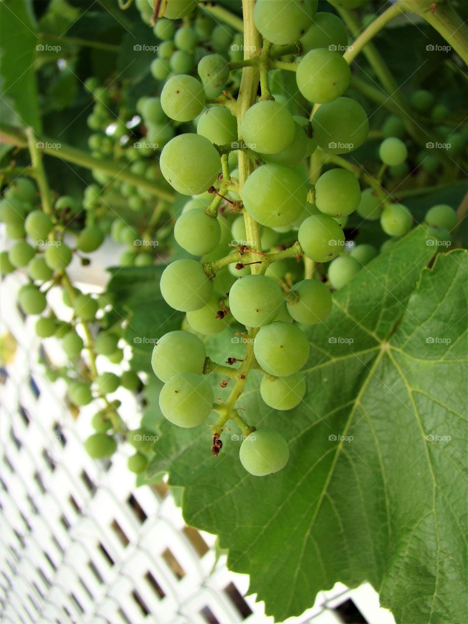 Green grapes