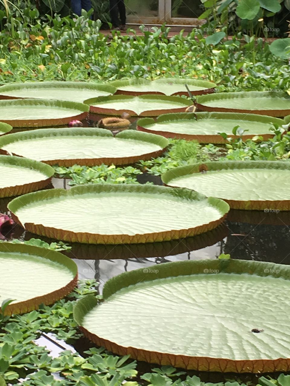 Giant lily pads