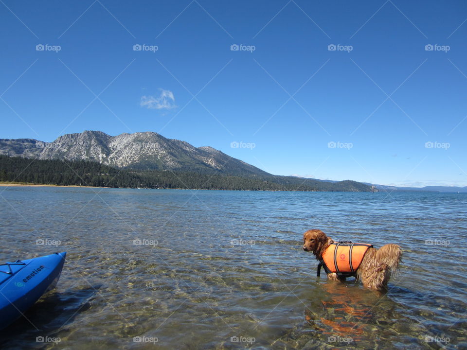 Max swimming in Lake Tahoe
