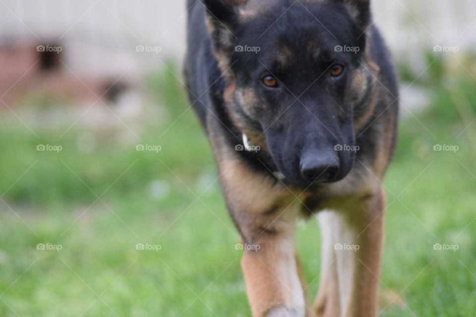 Germanshepherd
