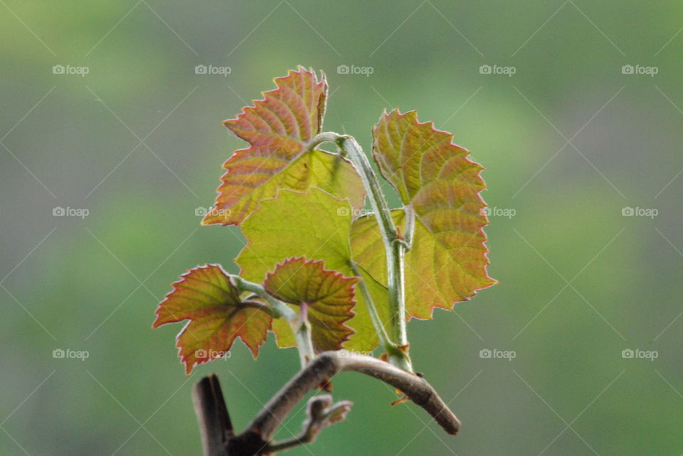 wine leaf blooming