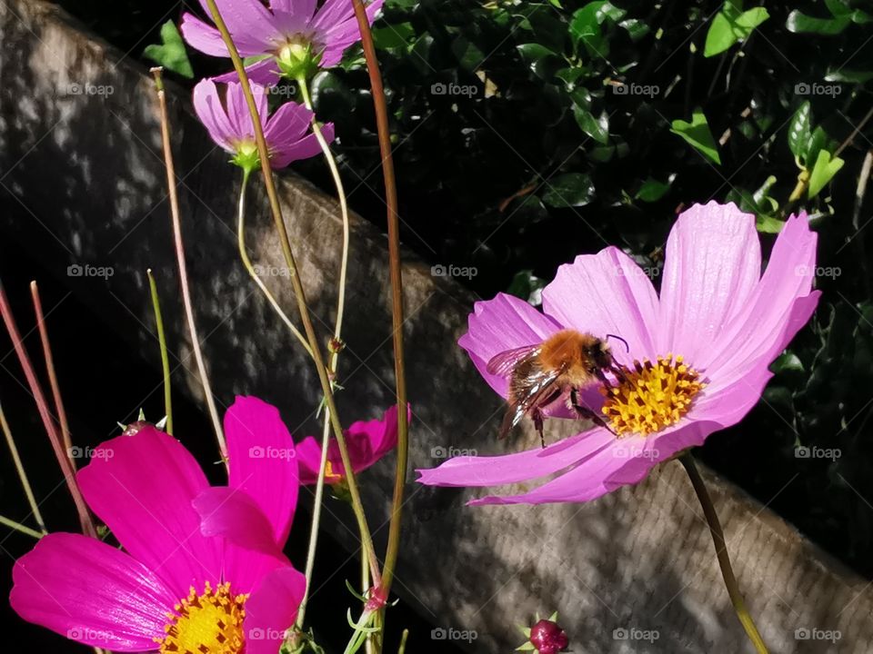 Biene auf einer Kosmee