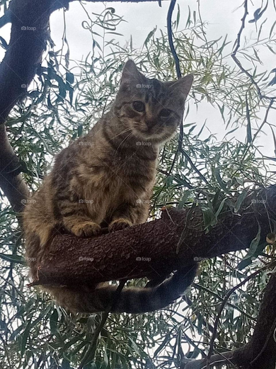 A beautiful cat in the tree wonder what he is thinking of 