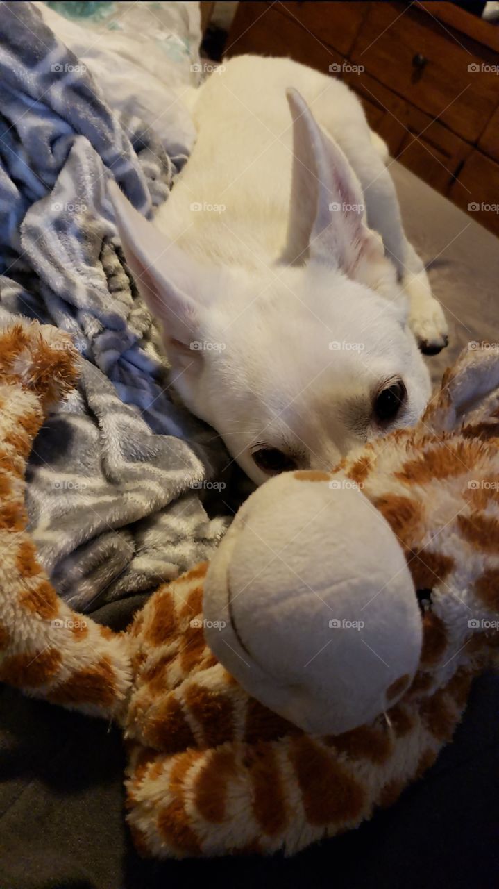 Peek-a-boo! This is my giraffe!