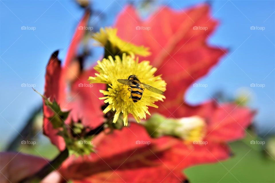 a bee on a yellow flower with red autumn leaf and blue sky at the background