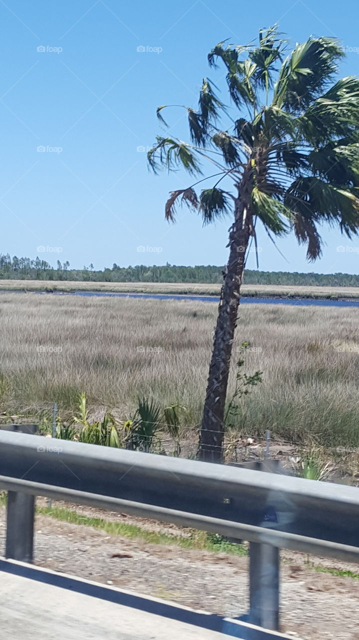 palm tree and river