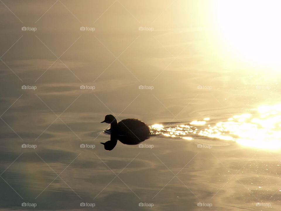 Black - necked grebe