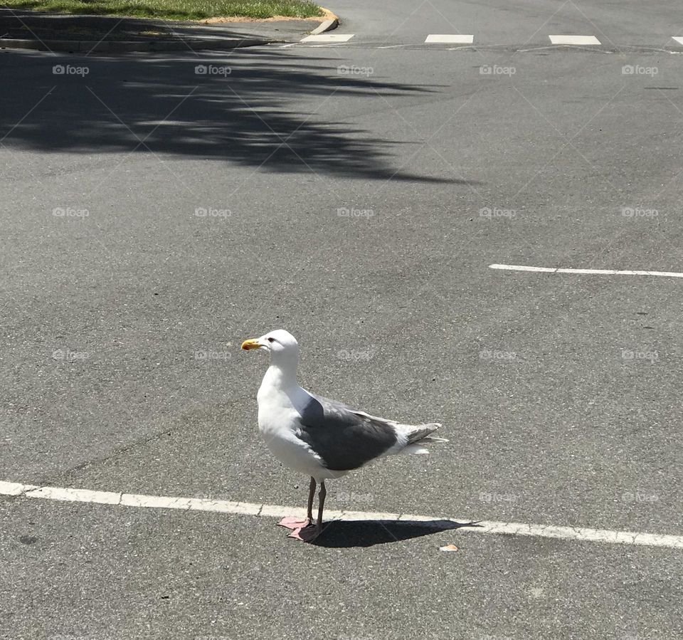 A Testy Seagull walking across the asphalt 