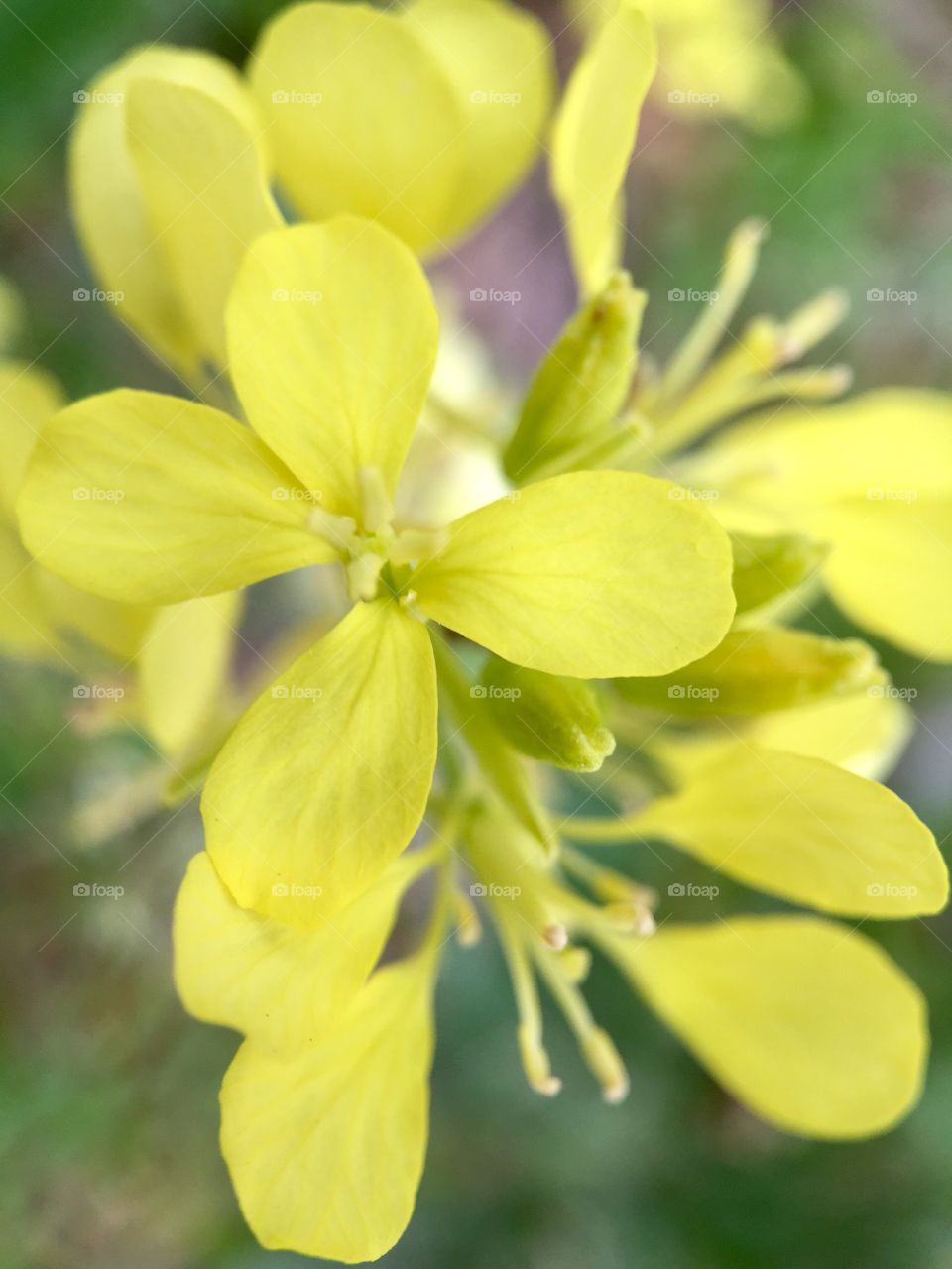 Mustard. Wild Flowers 