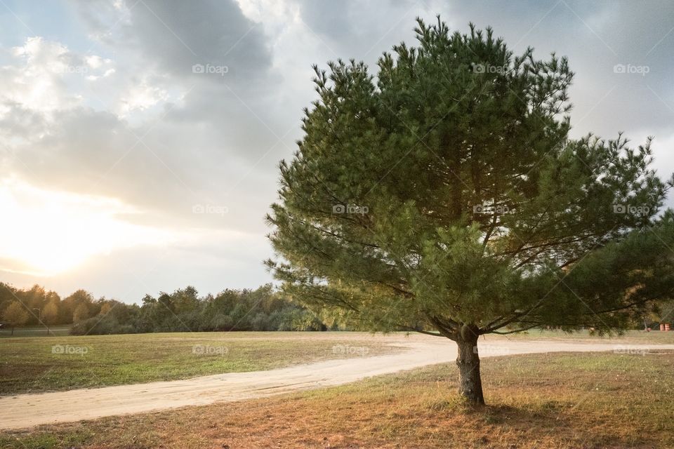 Scenic view of tree on grassy landscape