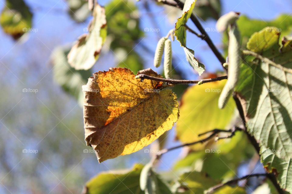 Autumn vibes 🤎🍁💛