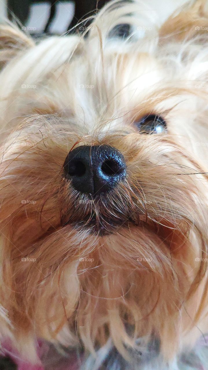 Cute dog's nose