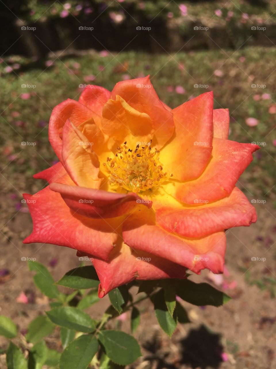 🌺Fim de #cooper!
Suado, cansado e feliz, alongando e curtindo a beleza das #flores (essa #rosa foi clicada ontem aqui no #jardim de casa - sem filtros).
🏁
#corrida #treino #flor #flowers #pétalas #jardinagem #garden #flora #run #running