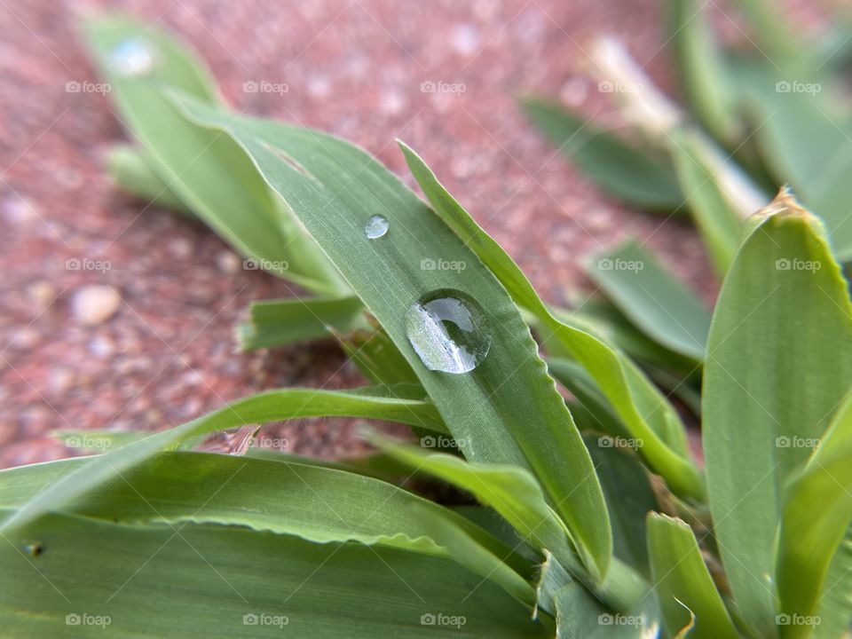 Weeds with a drop of water 