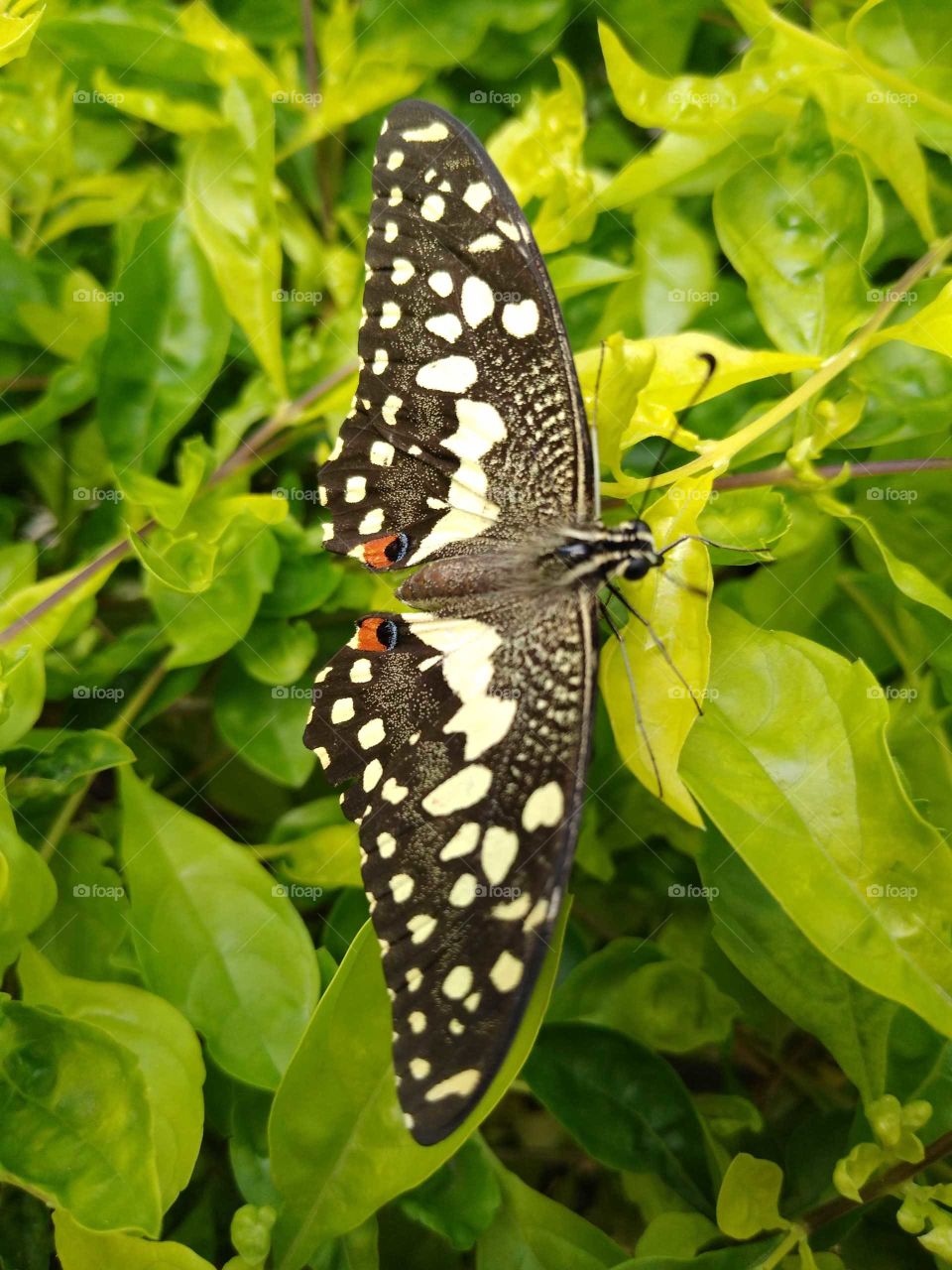 a butterfly in my garden