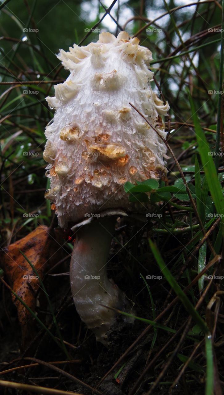 A beautiful unique mushroom