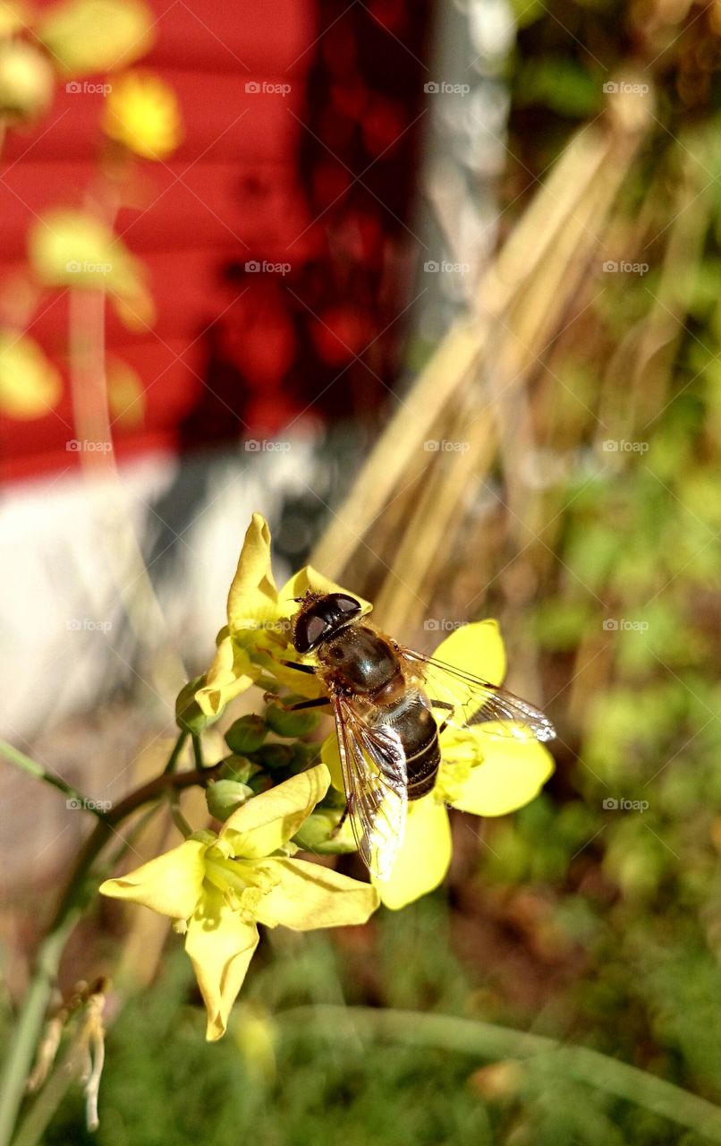 bee on yellow flower