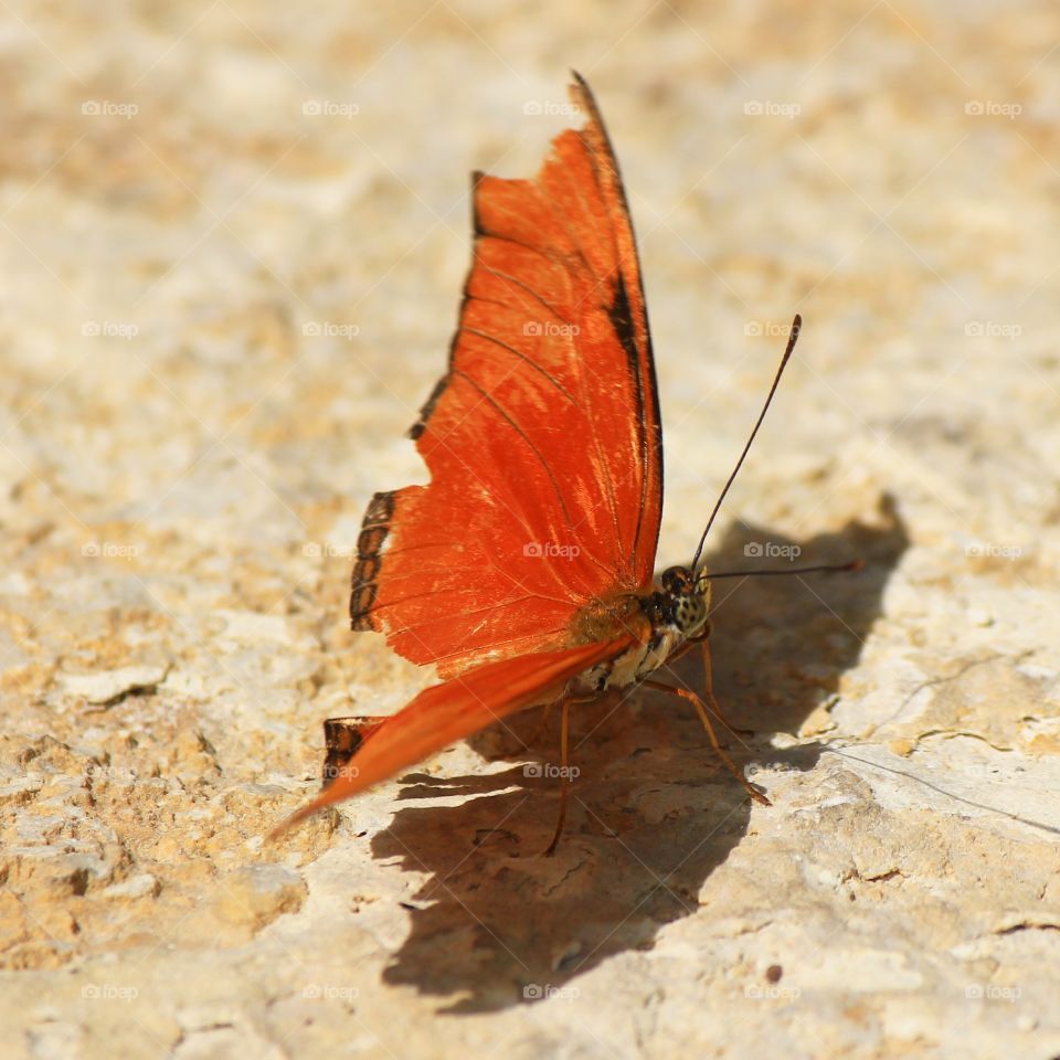 Close-up of butterfly on rock