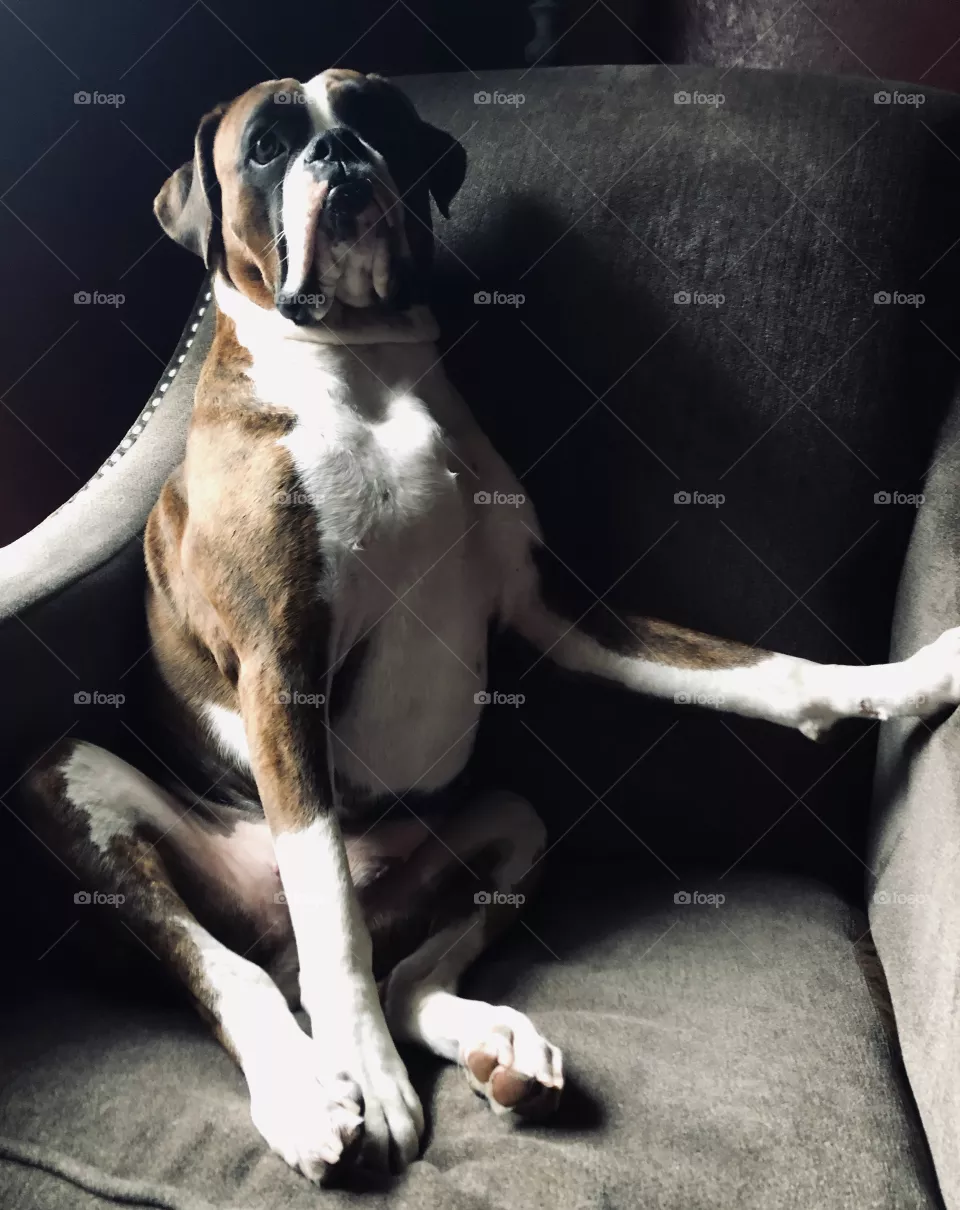 Boxer royalty 