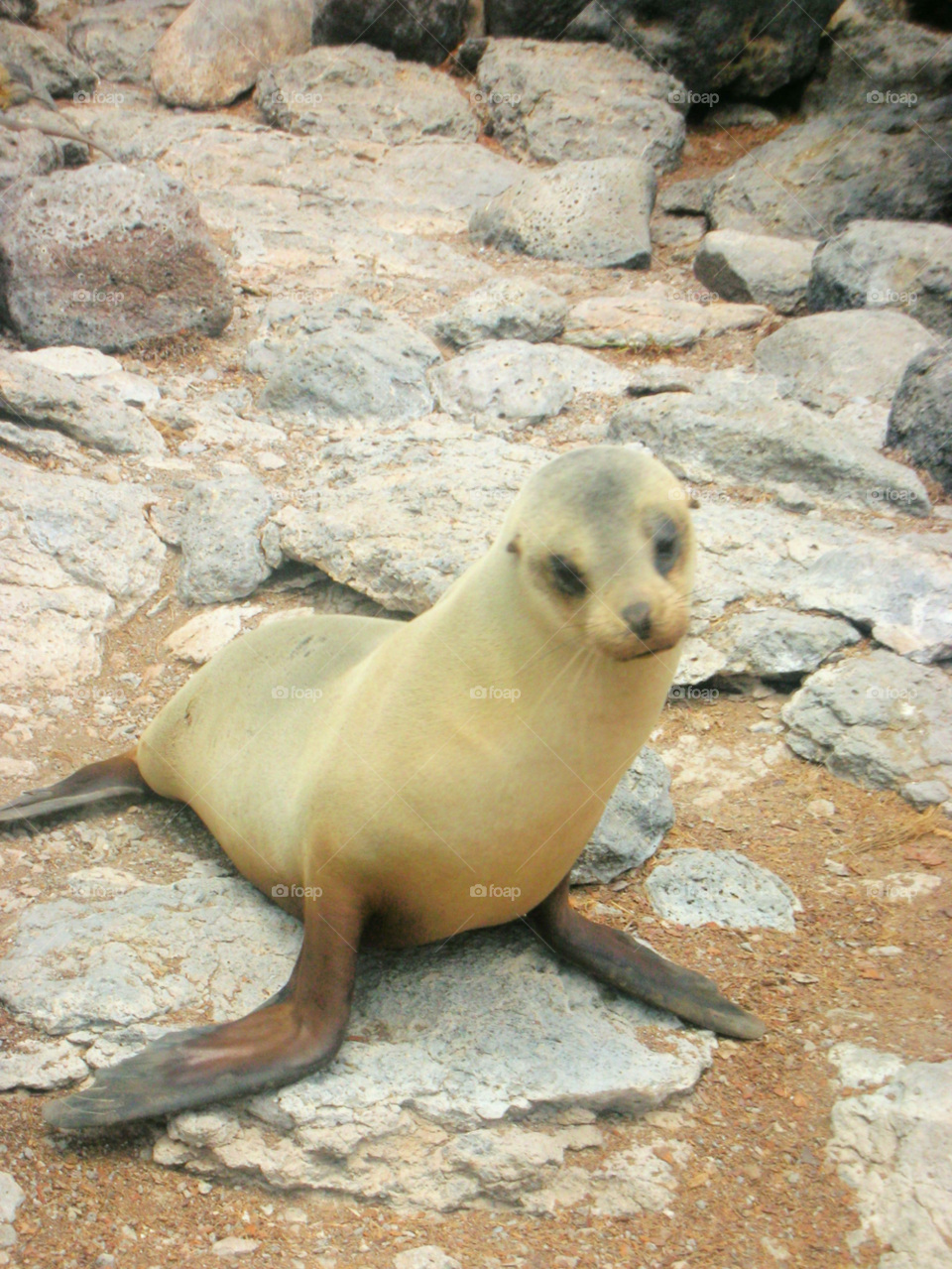 galapagos foka foca sea lion by izabela.cib