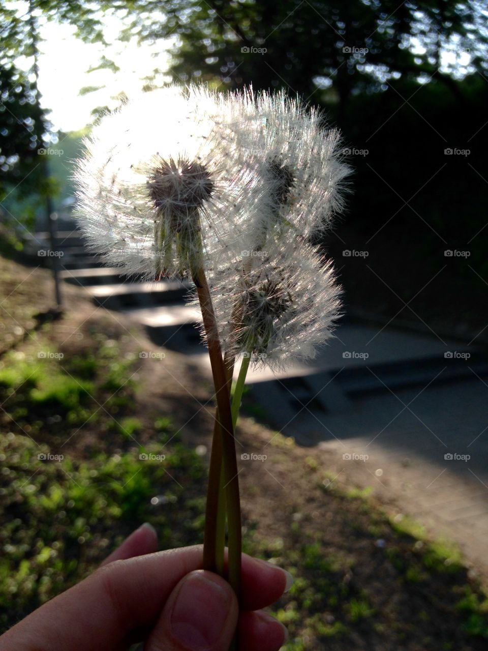 Flowers in the hand 