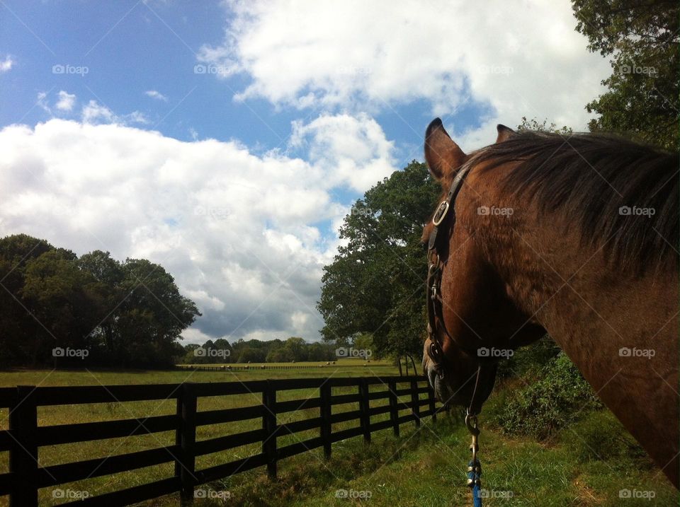 Hand walking bay horse on a beautiful sunny day and admiring the gorgeous sky clouds