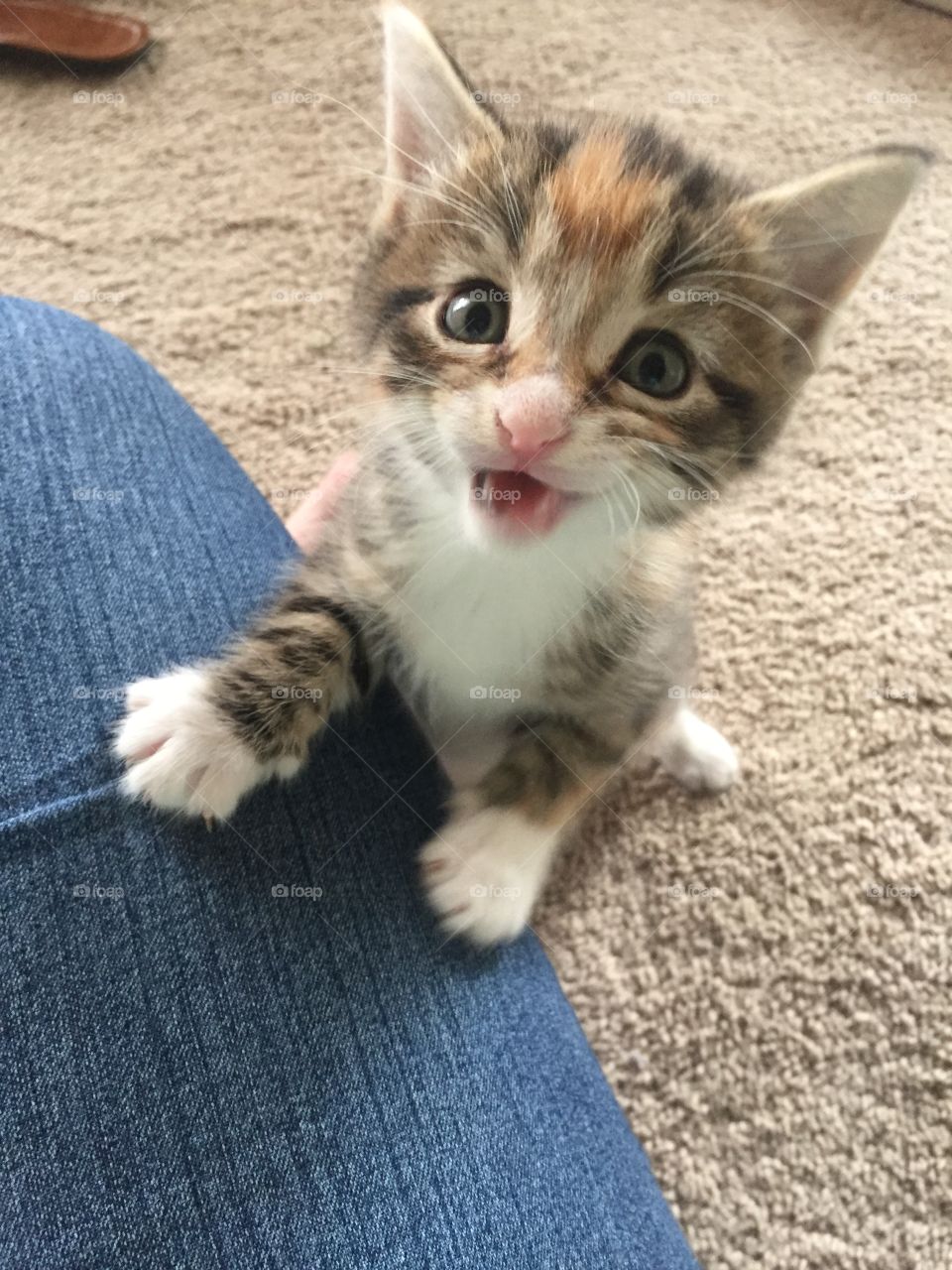 Baby kitty wanting attention 