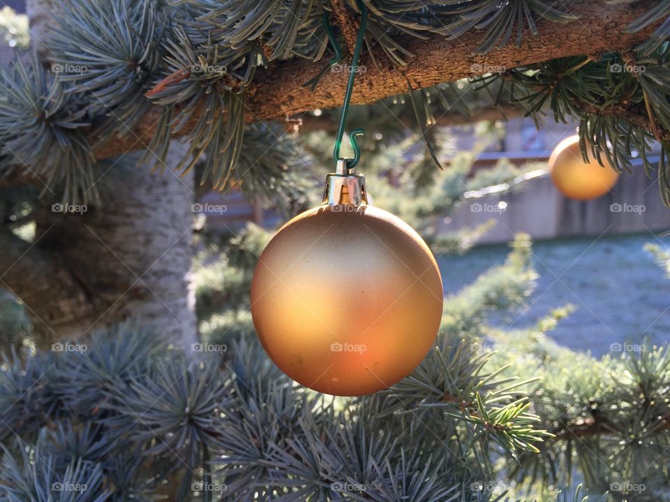Christmas, Winter, Ball, Pine, Tree