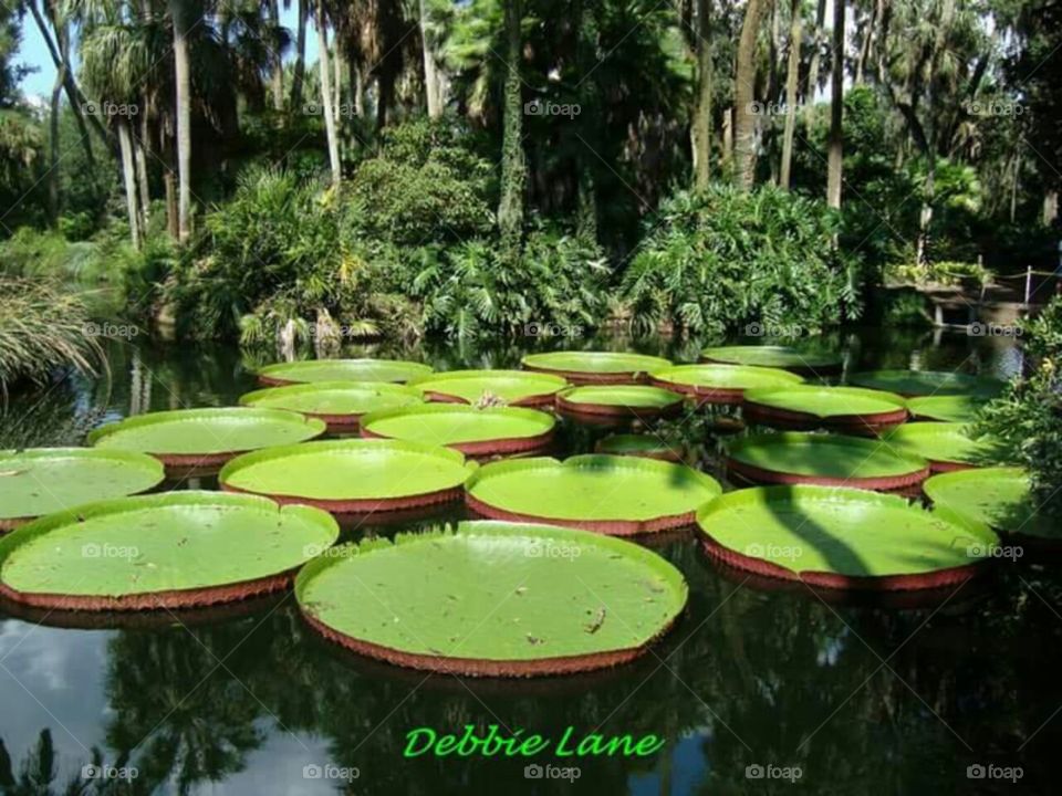 amazon water lily