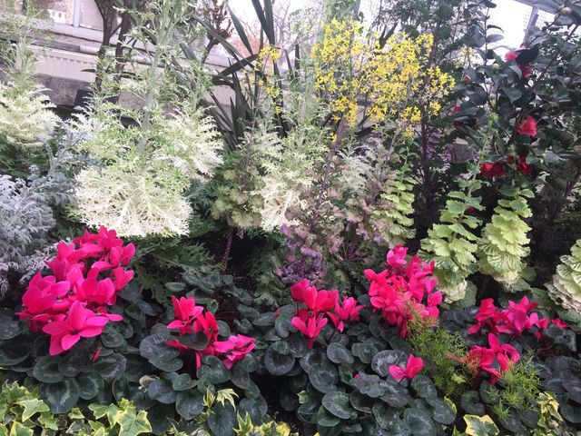 Flores - flowers