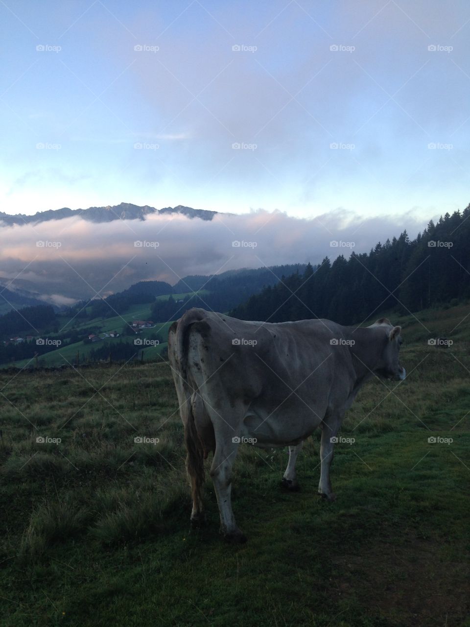 Cow view