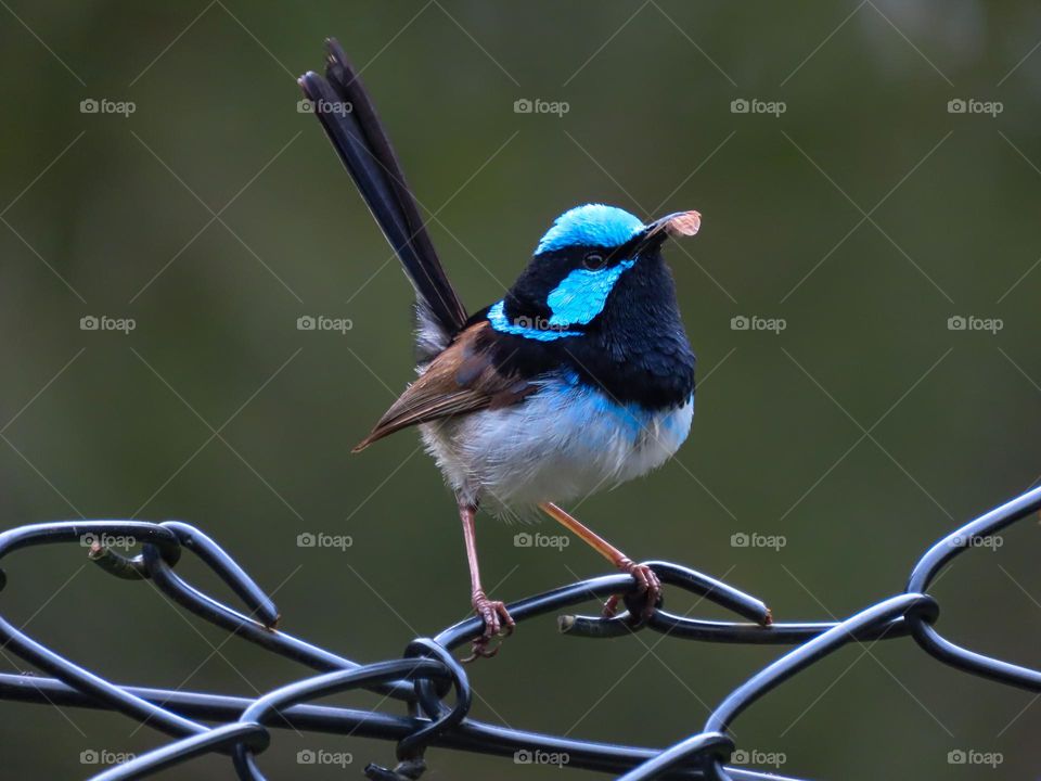 Bird perched on a fence 