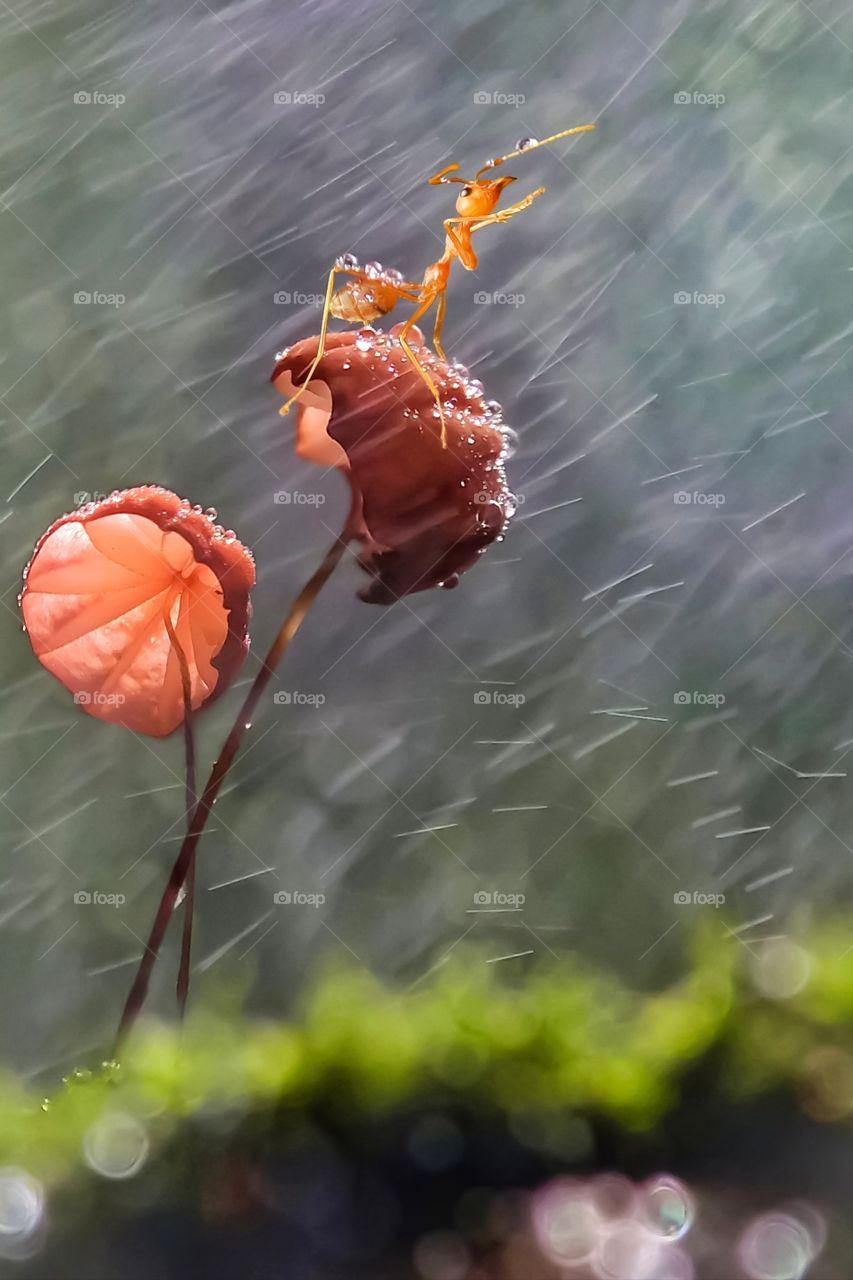 rain in the tiny wild world