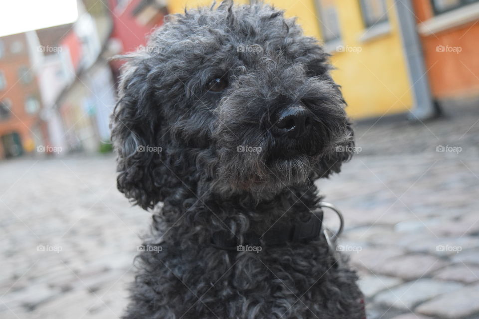 Close-up of fluffy dog