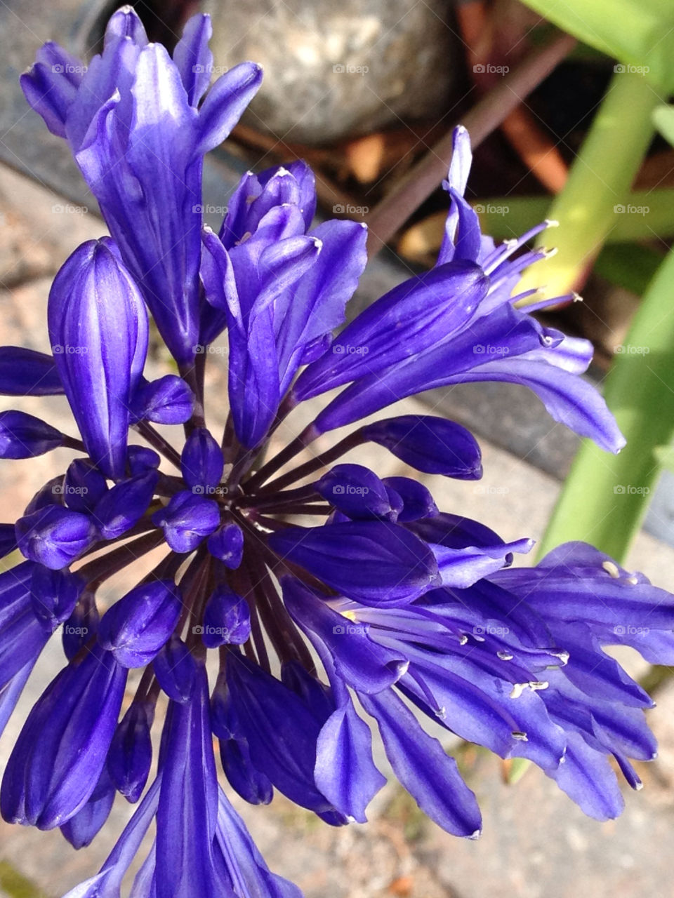 nature flower blue blomma by annestenbeck