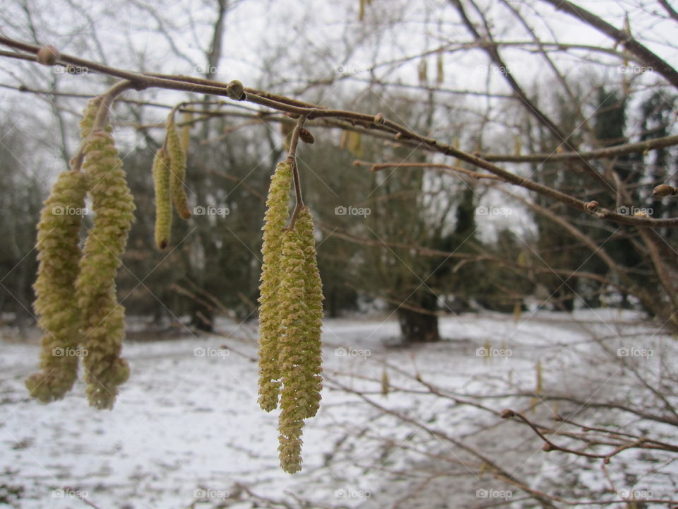 Catkins In The Snow