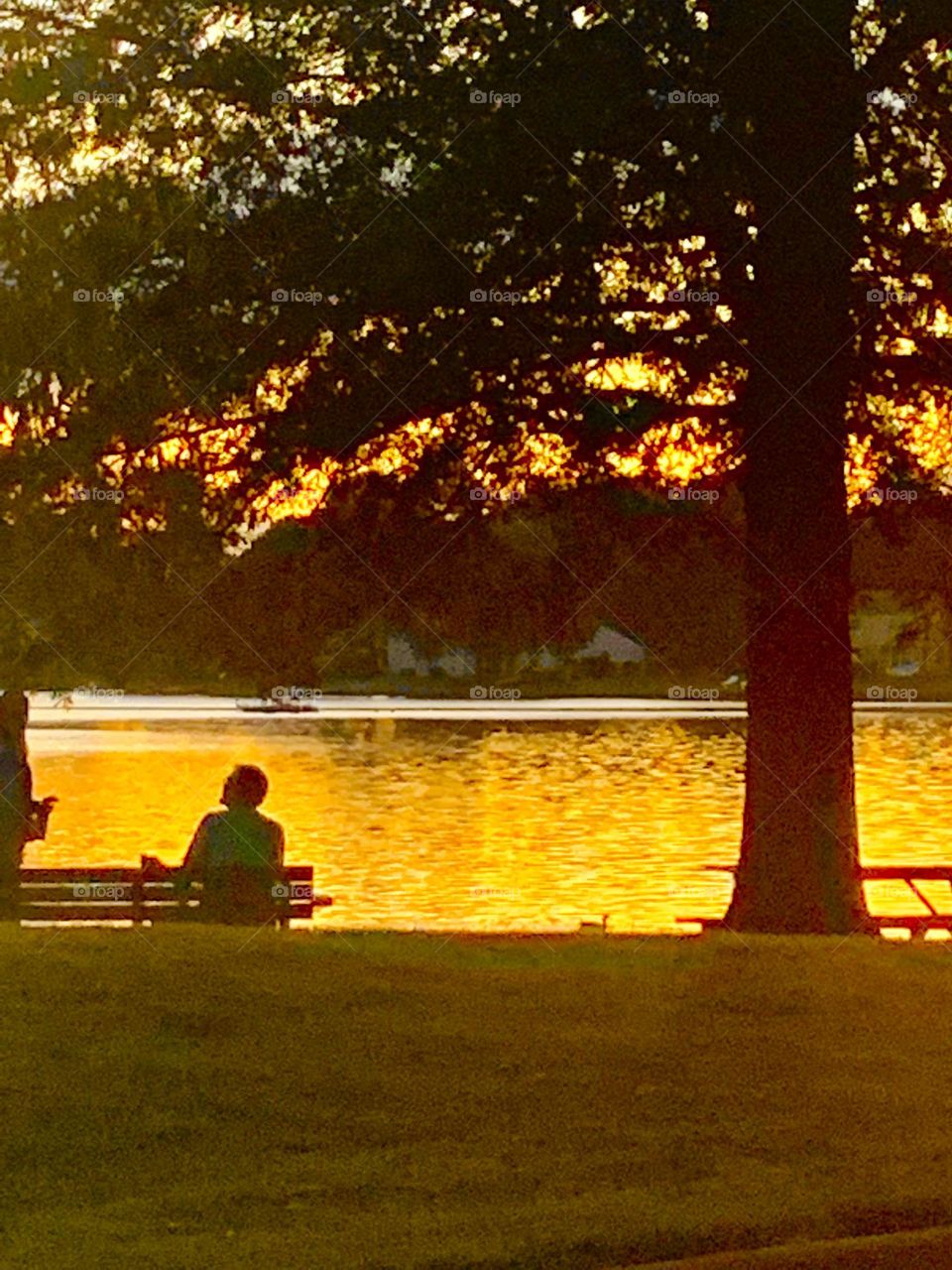 Golden afternoon 