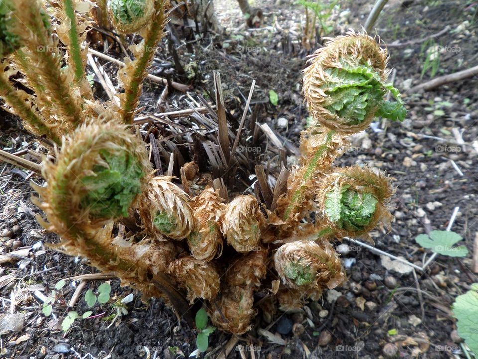 Fern family