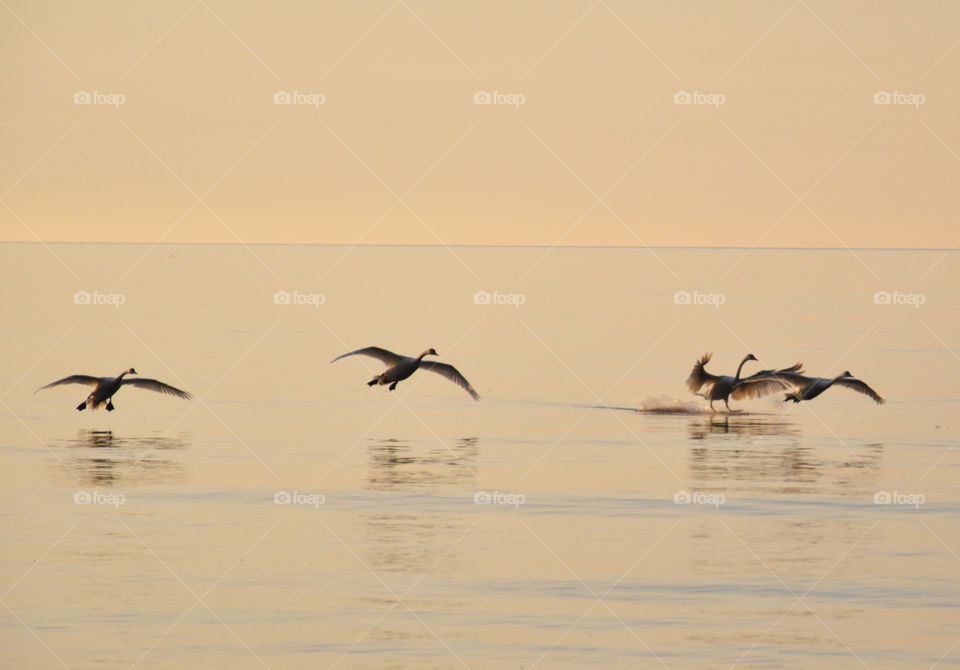Swans flying at Baltic sea