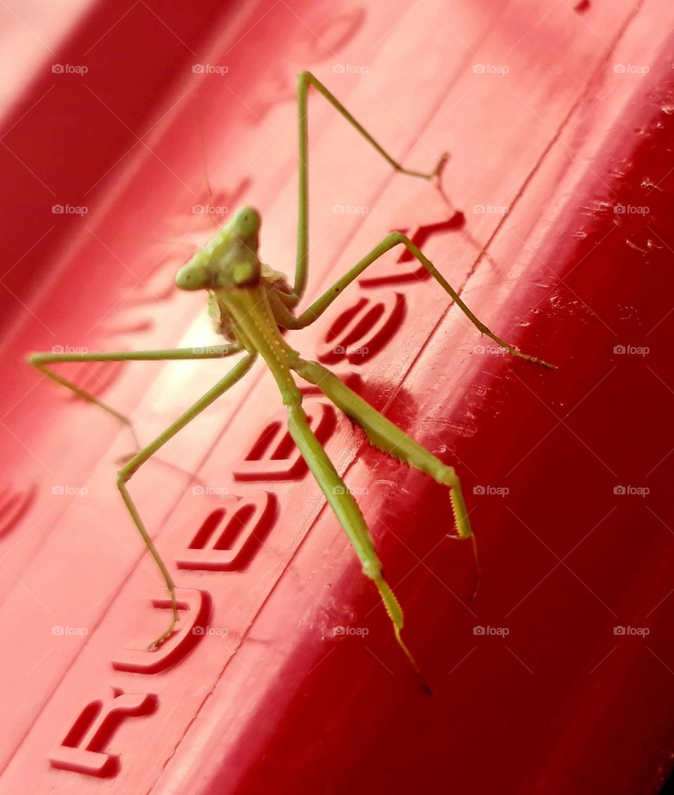 Mantis security