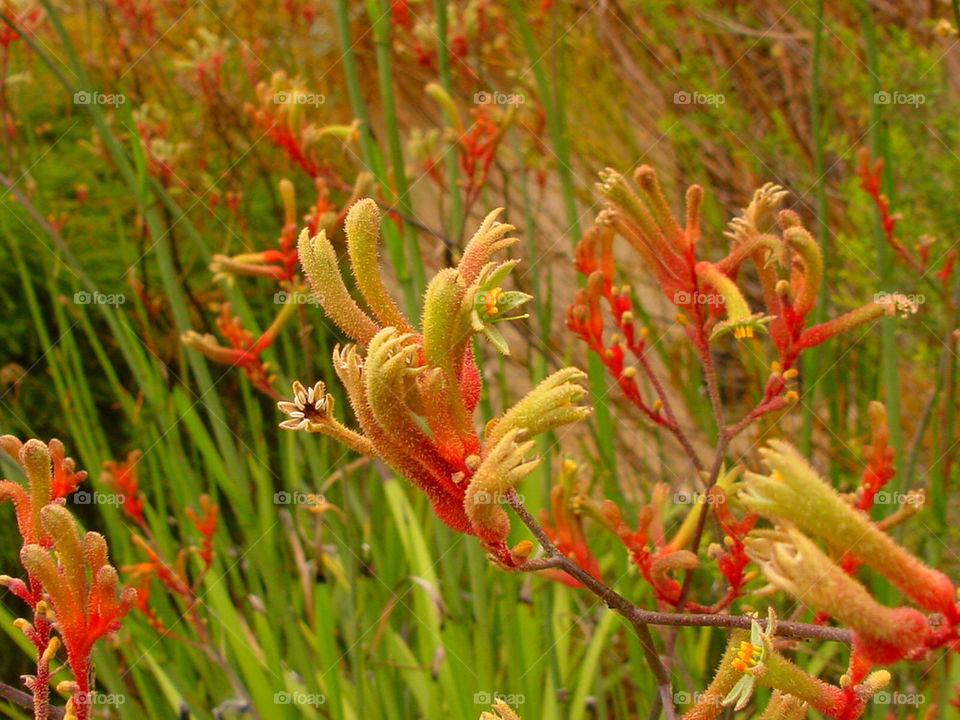 flower plant kangaroo australian by kshapley