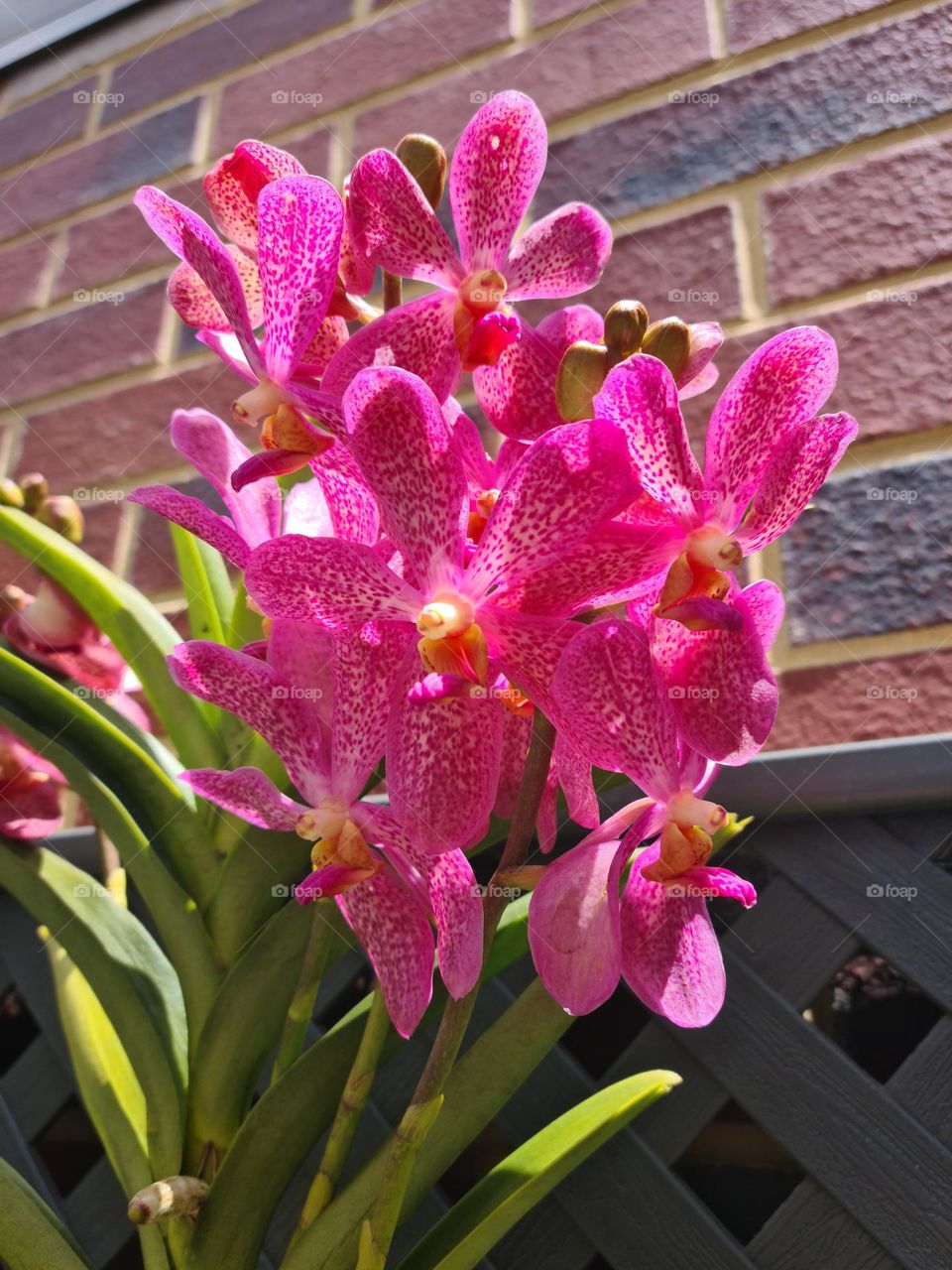 Pink Vanda orchid. photo of the year plants