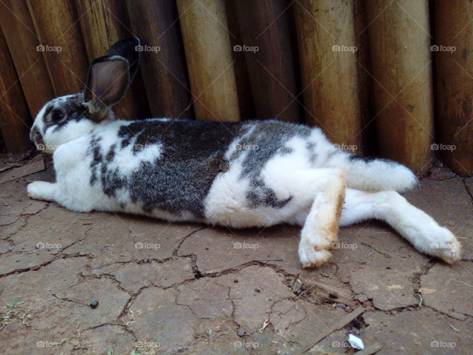 Rabbit lying down