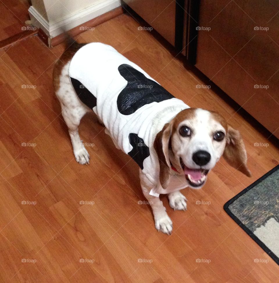 Cute beagle in cow Halloween costume 