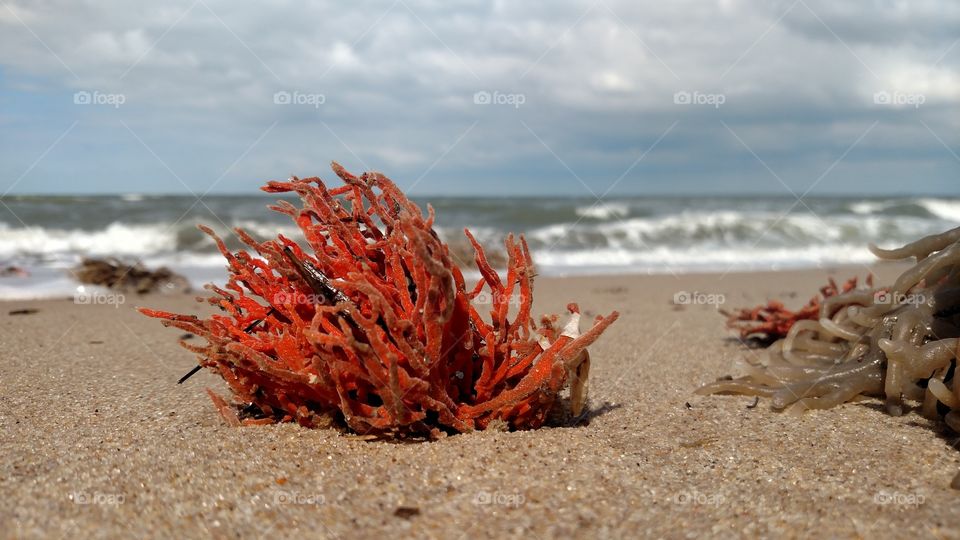 red Coral rolled ashore