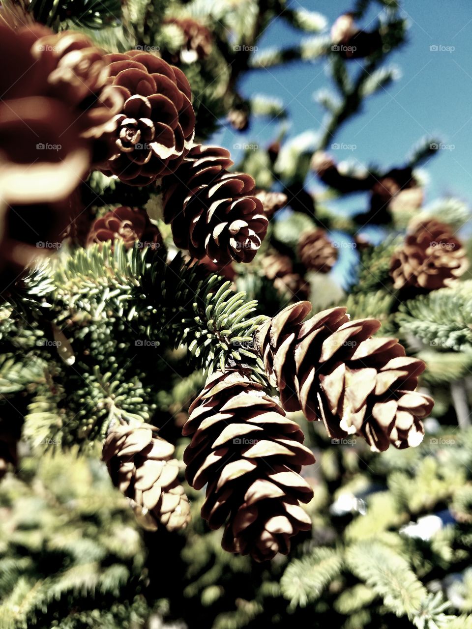 Spruce cones