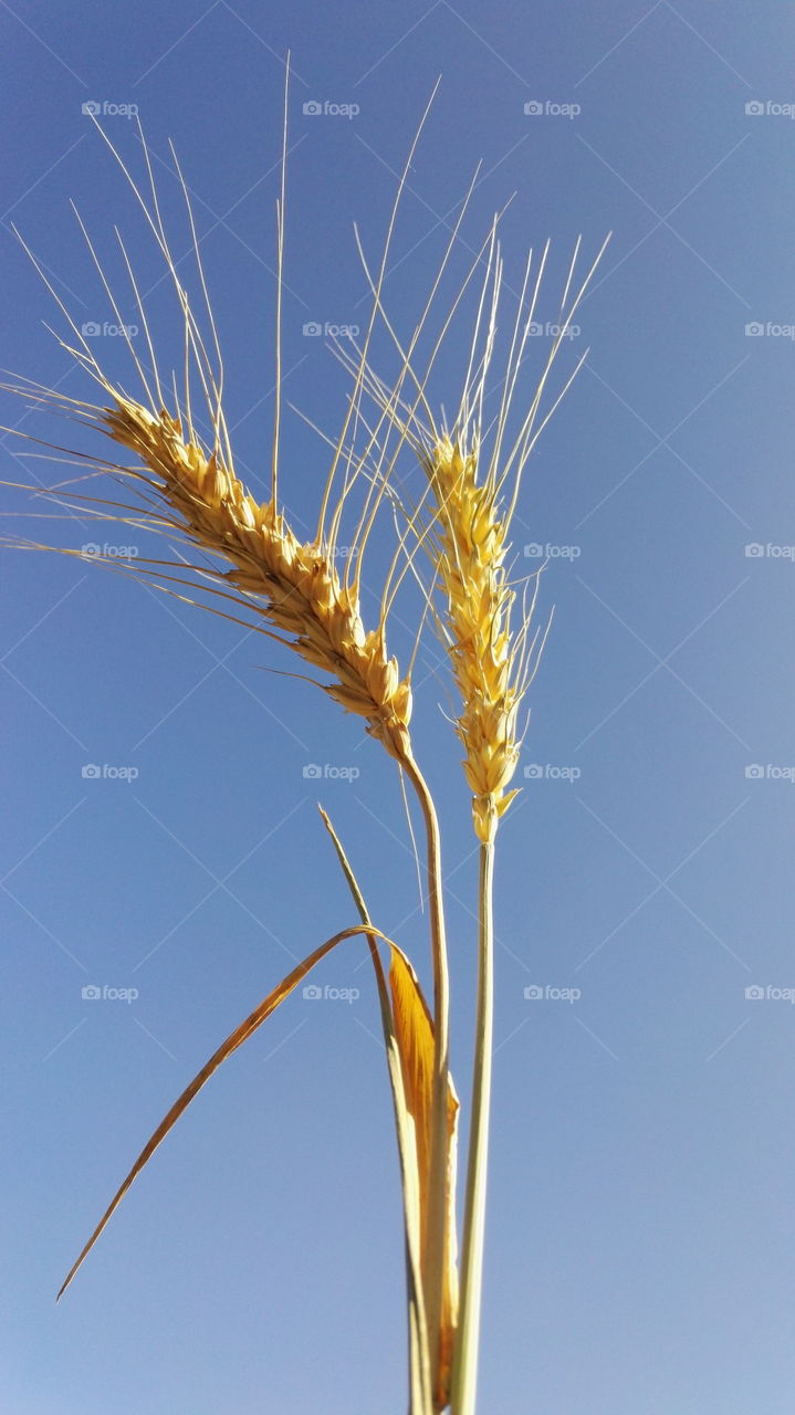 Gold spikelets.